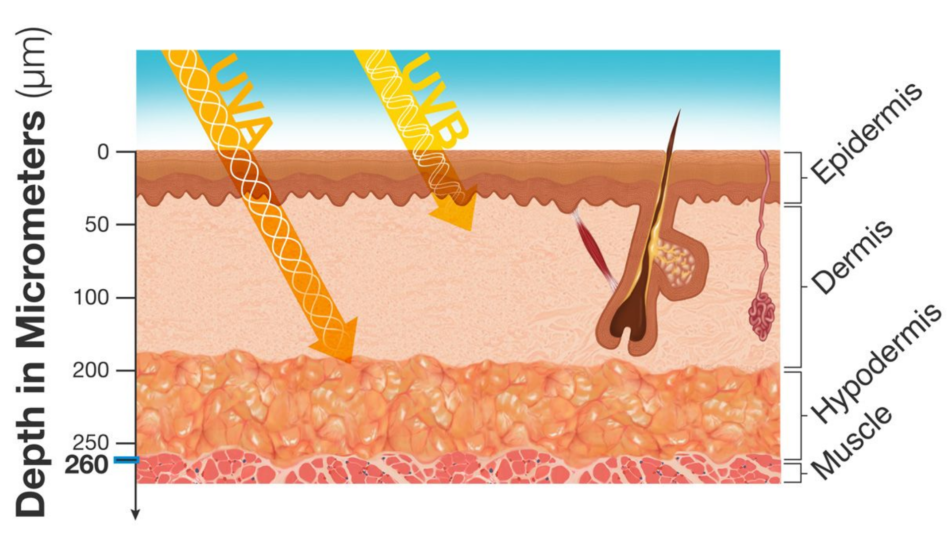 UVA vs UVB: What Actually Matters for Skin Ageing?
