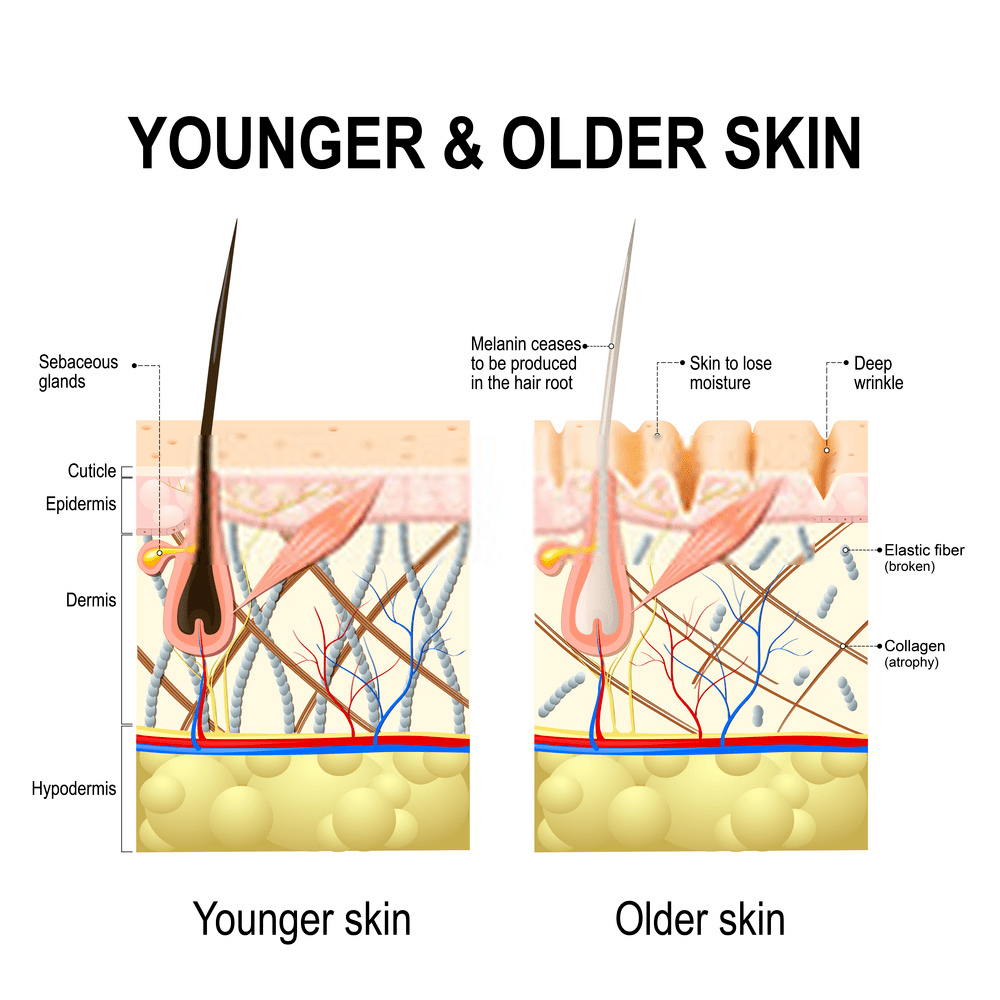 Skin Aging - Reform Skincare