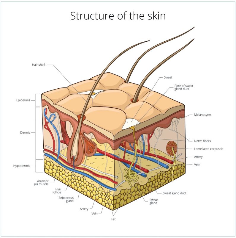 structure of your skin refoem skincare